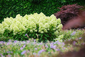 Obraz Hydrangea